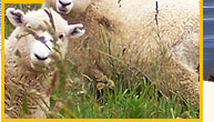 Neuseeland Schafe