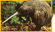 Neuseeland Kiwi